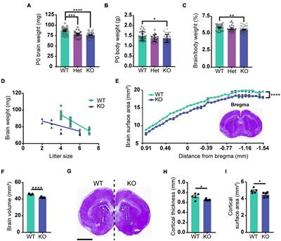 Poly (ADP-Ribose) Polymerase 1 Regulates Cajal–Retzius Cell Development and Neural Precursor Cell Adhesion